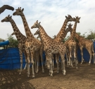 Giraffe herd 